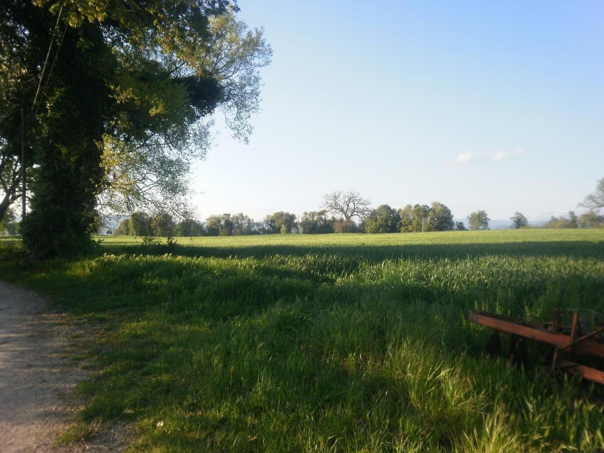 La Vecchia Quercia *
