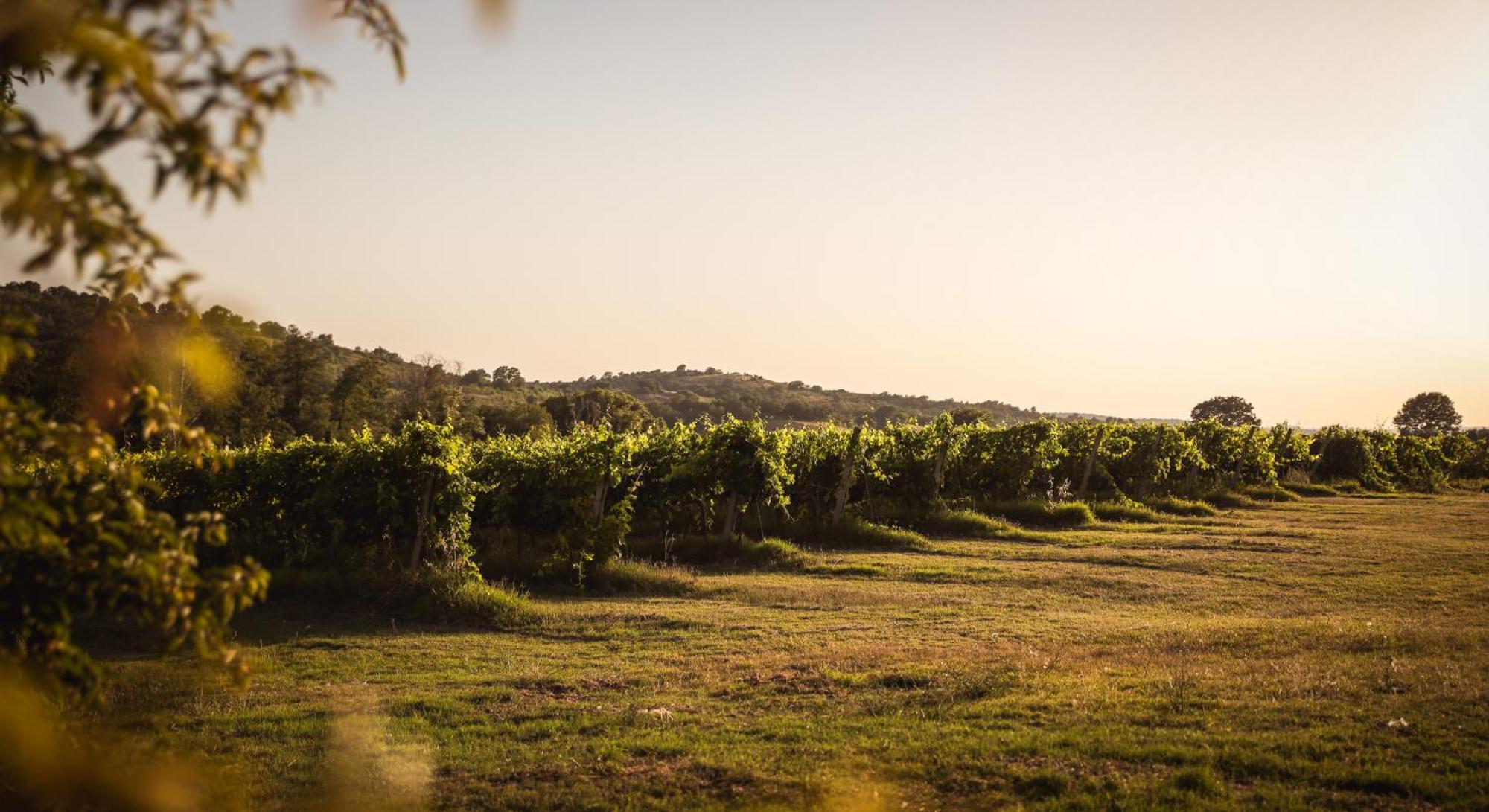 Farm stay La Vecchia Quercia Montemerano