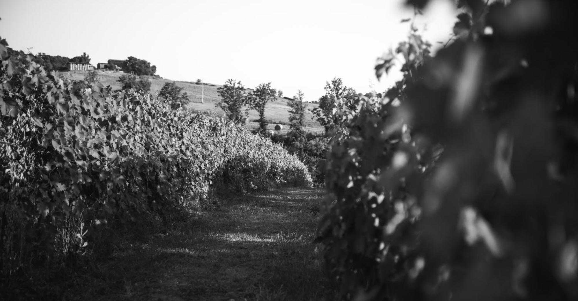 La Vecchia Quercia Montemerano
