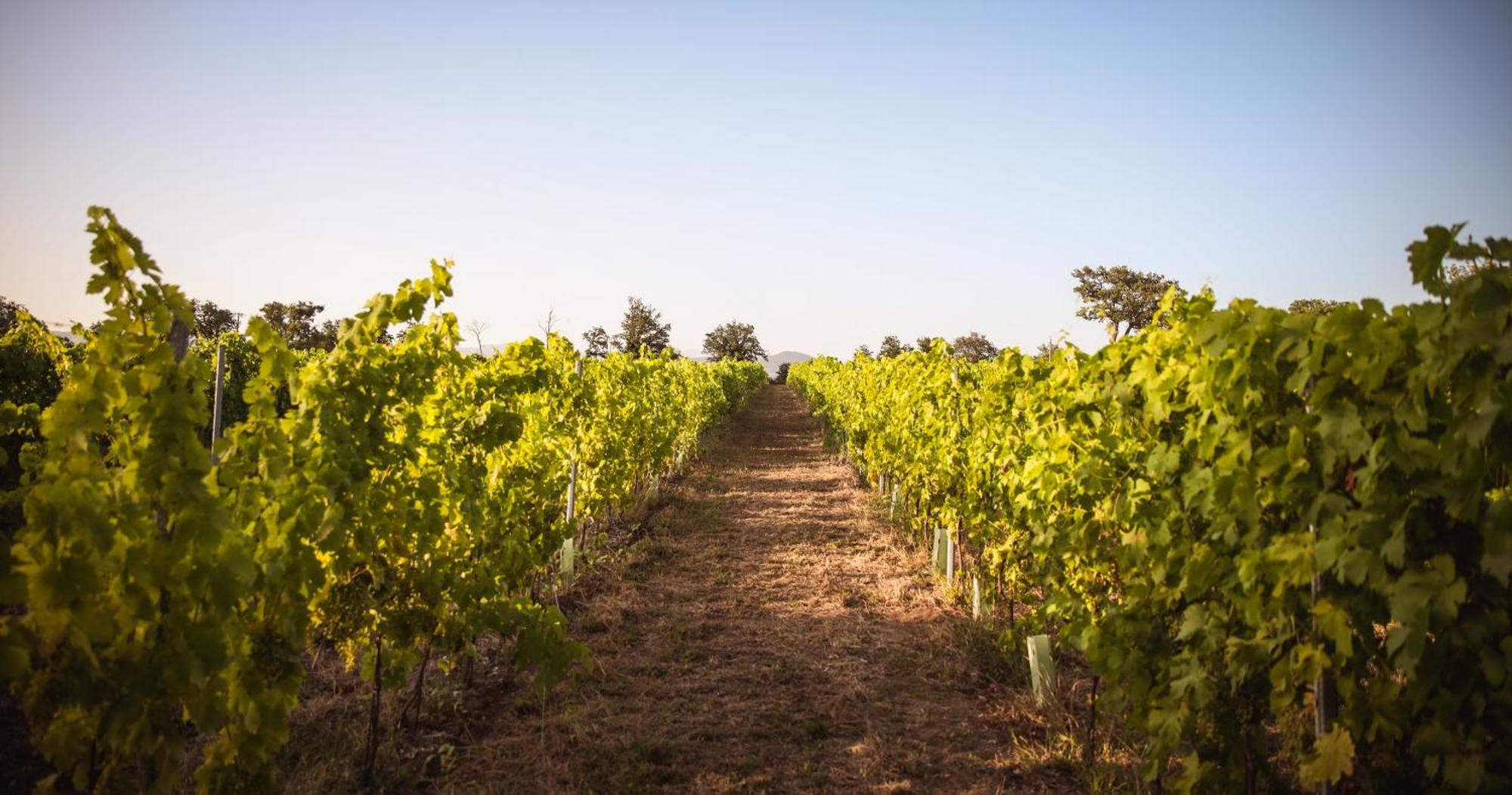 La Vecchia Quercia Farm stay