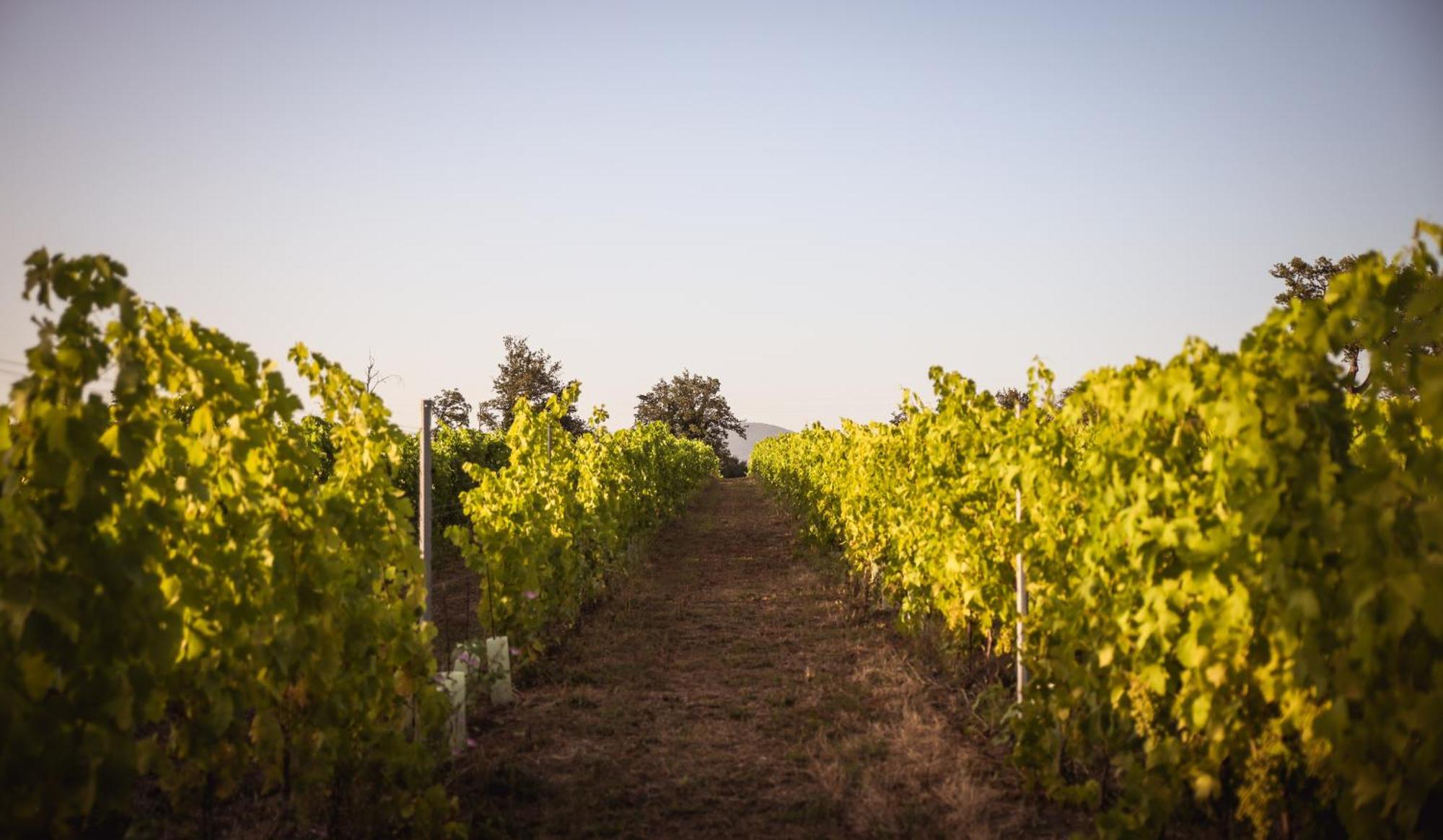 La Vecchia Quercia *