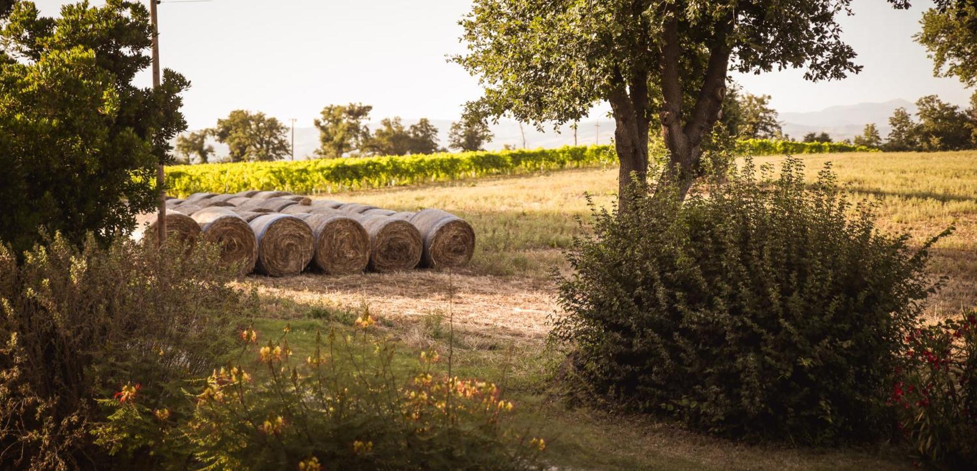 La Vecchia Quercia Montemerano