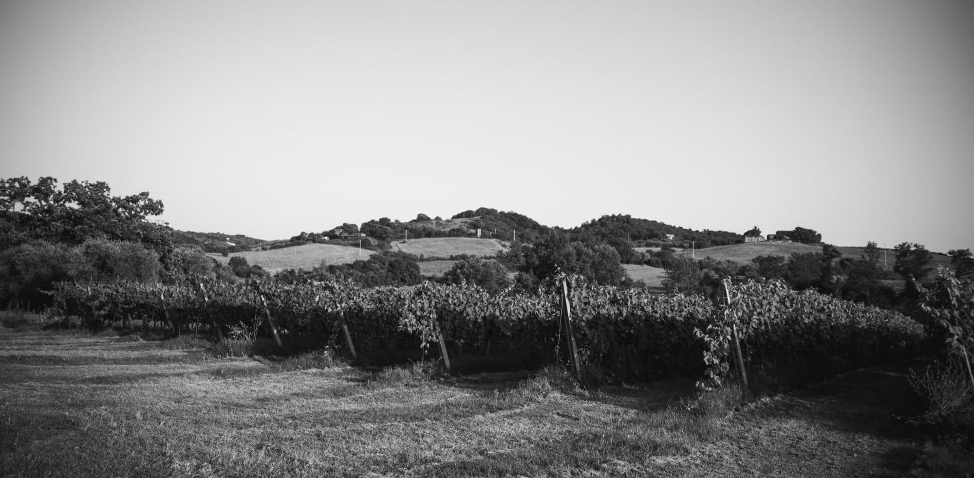 La Vecchia Quercia